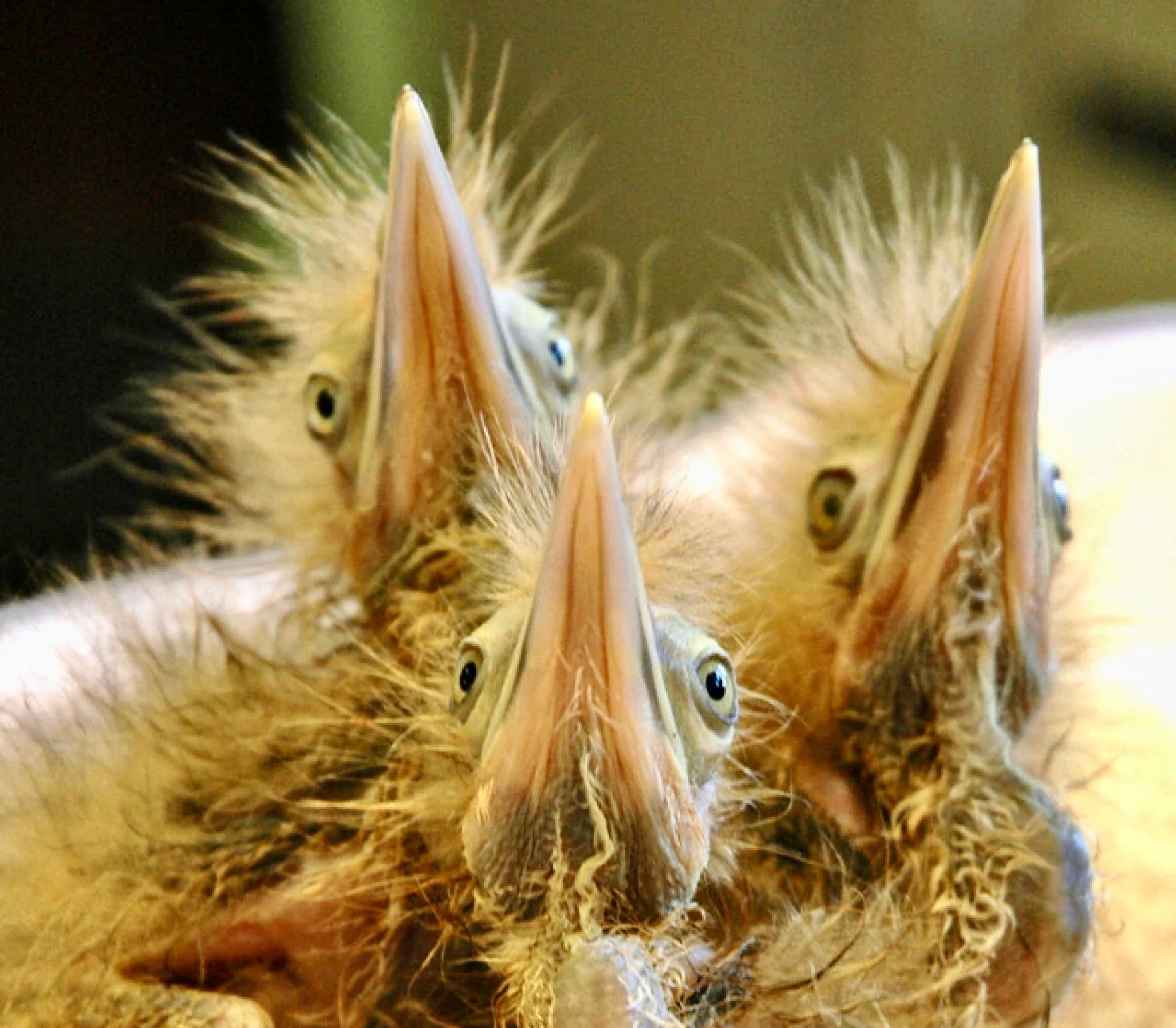 American Bittern Chicks by Marie Travers, International Bird Rescue ... https://www.birdrescue.org/photographers-in-focus-marie-travers/